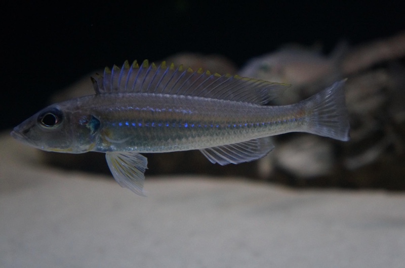 Reganochromis calliurus 'Chituta Bay'